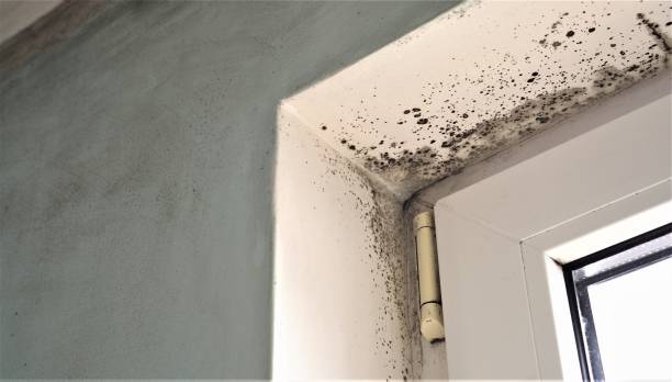 Best Crawl Space Mold Remediation  in Denton, NC