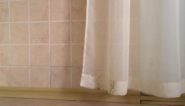 Best Water Damage & Mold Remediation  in Denton, NC