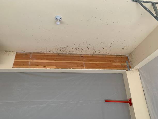 Biohazard Mold Removal in Denton, NC