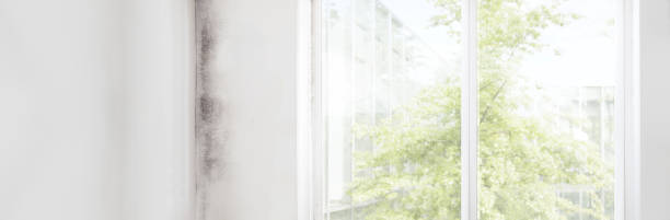 Best Biohazard Mold Removal  in Denton, NC