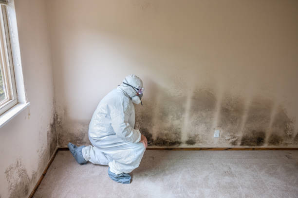 Best Comprehensive Air Testing for Mold Contaminants  in Denton, NC